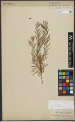 Foto von Salix repens subsp. incubacea (L.) A. Neumann